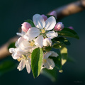 Proljeće u voć…