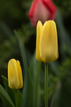 Žuti tulipan