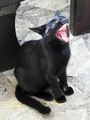 črni maček (3)…