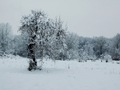 Voćka u snijeg…