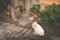Old town cat
