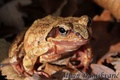 šumska žaba