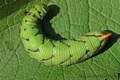 larva- slakov …