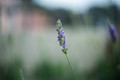 Lavanda