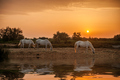 camargue 