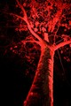 red tree