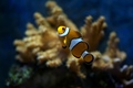 Kapetan Nemo