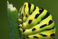 Lastin rep, Papilio machaon