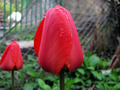 Tulip