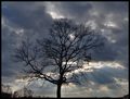 Lonely Scary Tree